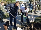 Председатель Думы города Иркутска Евгений Стекачев принял участие в высадке деревьев